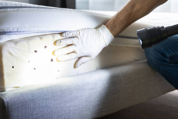 Best Pest Control Near Me  in Redwater, TX